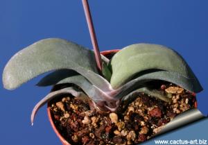 Gasteria glomerata