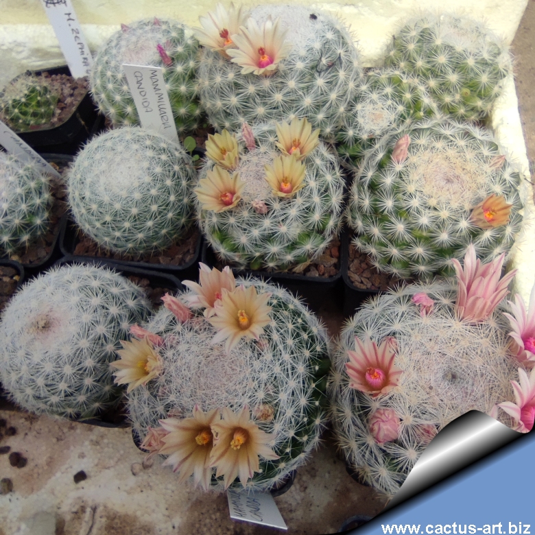 Portal Cool Mammillaria Candida (10 Seeds) Molto Rari Cactus Pianta Grassa Samen Korn Semi