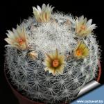 Mammillaria candida (Mammilloydia candida)
