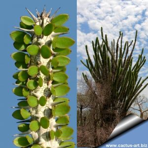 Alluaudia procera Southwestern Madagascar (Toliara)