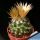 Escobaria missouriensis (Neobesseya missouriensis)