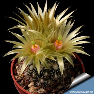 Escobaria missouriensis (Neobesseya missouriensis)
