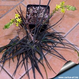 Bulbine frutescens (rooted cuttings)