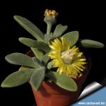 Aloinopsis thidichumii (MG1318.5)