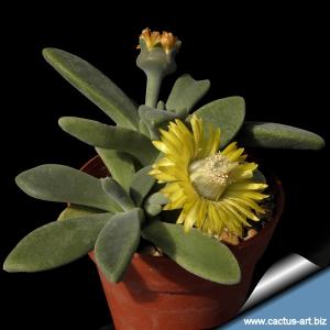Aloinopsis thidichumii
