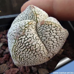 Astrophytum myriostigma cv. ONZUKA "tricostatum V-Type"