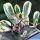 Euphorbia erythraea forma variegata