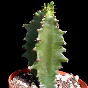 Euphorbia erythraea forma monstruosa clone A