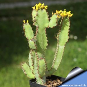 Euphorbia heterospina