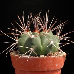 Gymnocalycium nidulans