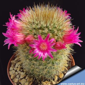 Mammillaria spinosissima