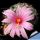 Mammillaria boolii
