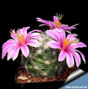Mammillaria boolii
