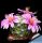 Mammillaria boolii