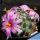 Mammillaria boolii