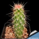 Echinocereus brandegeei El Arco, Baja California, Mexico, altitude 200m