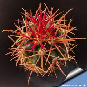 Ferocactus viscainensis