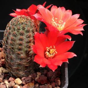 Rebutia brunneoradicata West of San Antonio, Tarija, Bolivia.