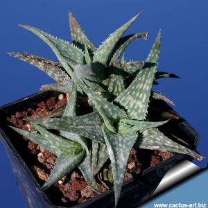 Aloe hybrid descoingsii cv. Blue
