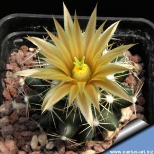 Escobaria wissmanii (Coryphantha wissmanii)