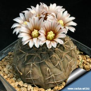 Gymnocalycium asterium