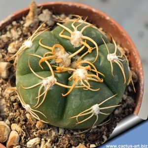 Gymnocalycium denudatum Artigas