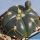 Gymnocalycium denudatum Artigas