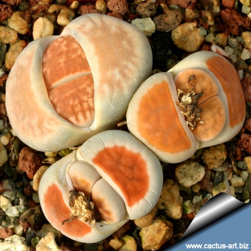 Rus xotini bilan jinsiy aloqa (uy qurilishi video) onlayn