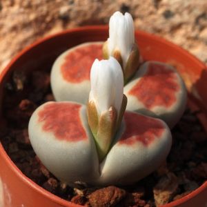 Lithops karasmontana 'lateritia' (MG1634)