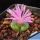 Ophthalmophyllum lydiae (Conophytum) Geselkopbank, Namaqualand, Northern Cape, South Africa. 