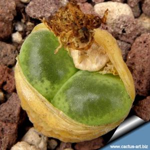 Ophthalmophyllum lydiae (Conophytum) Geselkopbank
