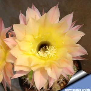 Echinopsis hybrid cv. COLETTA (MS003)