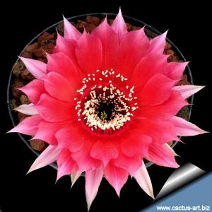 Echinopsis hybrid cv. TEMPTRESS (Schick)