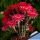 Echinopsis hybrid cv. TEMPTRESS (Schick)