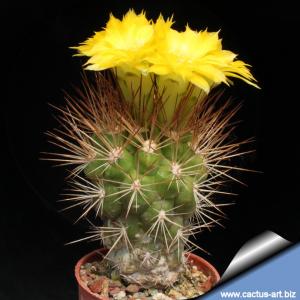 Weingartia lecoriensis Lecori, Bolivia Altitude: 3200 m.