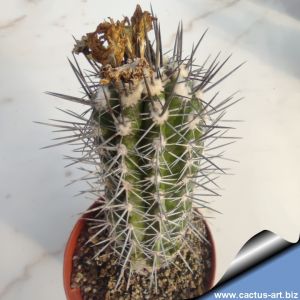 Copiapoa atacamensis Moro Moreno, 02 Antofagasta, Chile (Copiapoa bolviana) 500m