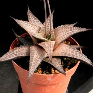 Haworthia tesellata