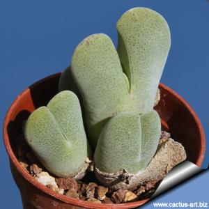 Cheiridopsis pillansii