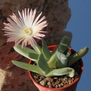 Cheiridopsis albirosea SB772 Concordia, South Africa, fantastic flowers (MG 1364.521)