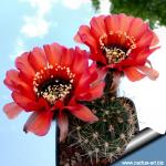 Lobivia jajoiana (Mixed colours)