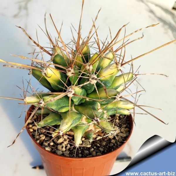 CACTUS ART NURSERY Catalogue index