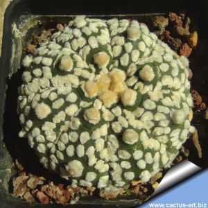 Astrophytum asterias cv. SUPERKABUTO "BIG DOTS"