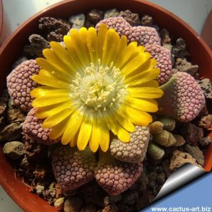 Titanopsis schwantesii Klein Karas, Gruenau (large form, ex Steven Hammer MG1878.3)