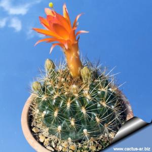 Matucana celendinensis