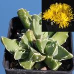 Faucaria sp. Springbokvlakensis