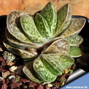 Gasteria minima