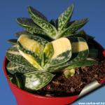 Gasteria minima f. variegata