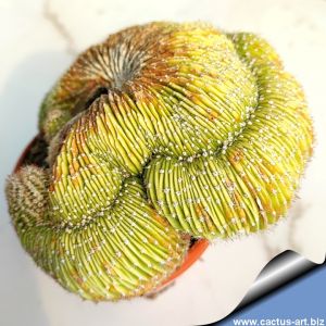 Echinopsis eyriesii f. cristata
