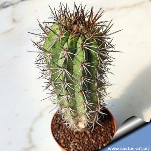 Copiapoa echinoides KK607 Totoral, Chile 200-300m