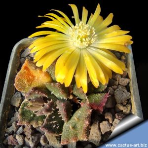 Aloinopsis setifera Kliprand, Western Cape, South Africa (MG 1317)